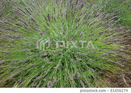 薰衣草花 薰衣草花 81856274