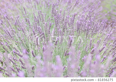 薰衣草花 薰衣草花 81856275