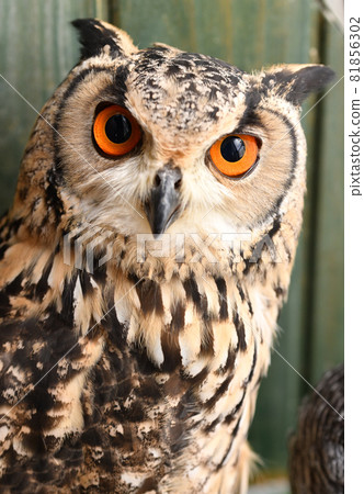 Eagle eagle that is popular to keep like an eagle 81856302