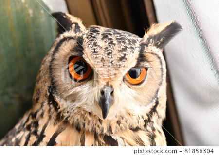 Eagle eagle that is popular to keep like an eagle 81856304