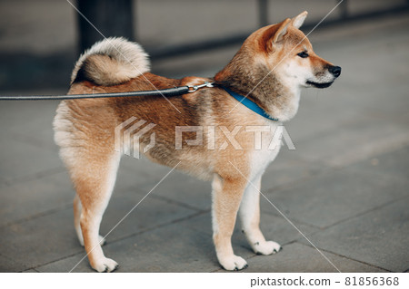 Shiba Inu pet japanese national dog oudoors 81856368