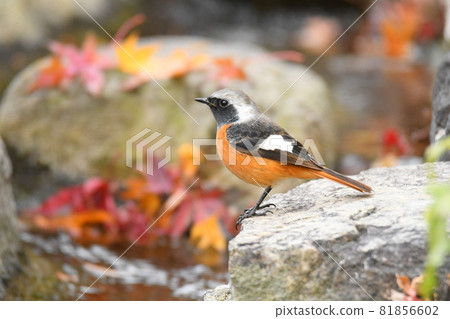 一隻小鳥來到水邊 81856602