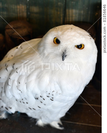 Snowy owl with cute fluffy hair Snowy owl with cute fluffy hair 81856646