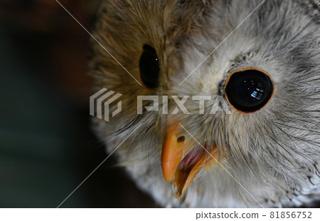 從上方拍攝時的可愛條紋貓頭鷹 從上方拍攝時的可愛條紋貓頭鷹 81856752