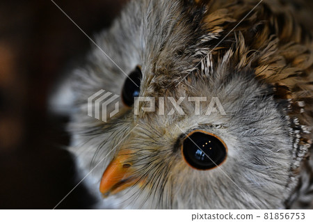 從上方拍攝時的可愛條紋貓頭鷹 從上方拍攝時的可愛條紋貓頭鷹 81856753