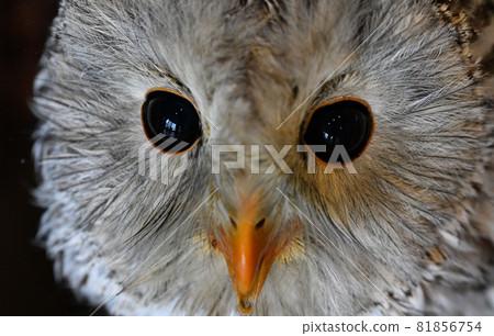 從上方拍攝時的可愛條紋貓頭鷹 81856754