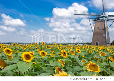 Windmills and sunflower fields in the summer sky Windmills and sunflower fields in the summer sky 81856802