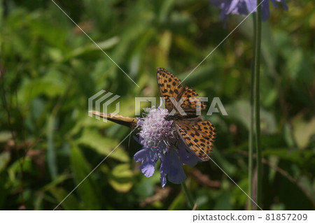 Kohyomon吸吮Matsumushisou的蜂蜜 81857209