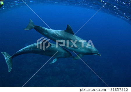 三倉島寬吻海豚在蔚藍的大海中游泳 三倉島寬吻海豚在蔚藍的大海中游泳 81857210