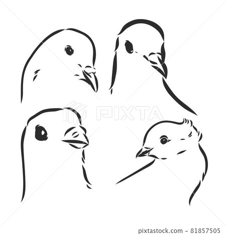 Pigeons. Design set. Hand drawn engraving. Editable vector vintage illustration. Isolated on light background. decorative pigeons vector sketch Pigeons. Design set. Hand drawn engraving. Editable vector vintage illustration. Isolated on light background. decorative pigeons vector sketch 81857505