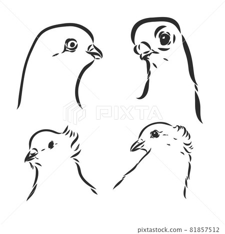 Pigeons. Design set. Hand drawn engraving. Editable vector vintage illustration. Isolated on light background. decorative pigeons vector sketch Pigeons. Design set. Hand drawn engraving. Editable vector vintage illustration. Isolated on light background. decorative pigeons vector sketch 81857512