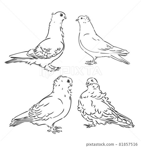 Pigeons. Design set. Hand drawn engraving. Editable vector vintage illustration. Isolated on light background. decorative pigeons vector sketch Pigeons. Design set. Hand drawn engraving. Editable vector vintage illustration. Isolated on light background. decorative pigeons vector sketch 81857516