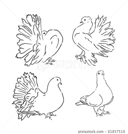 Pigeons. Design set. Hand drawn engraving. Editable vector vintage illustration. Isolated on light background. decorative pigeons vector sketch Pigeons. Design set. Hand drawn engraving. Editable vector vintage illustration. Isolated on light background. decorative pigeons vector sketch 81857518