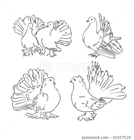 Pigeons. Design set. Hand drawn engraving. Editable vector vintage illustration. Isolated on light background. decorative pigeons vector sketch Pigeons. Design set. Hand drawn engraving. Editable vector vintage illustration. Isolated on light background. decorative pigeons vector sketch 81857520
