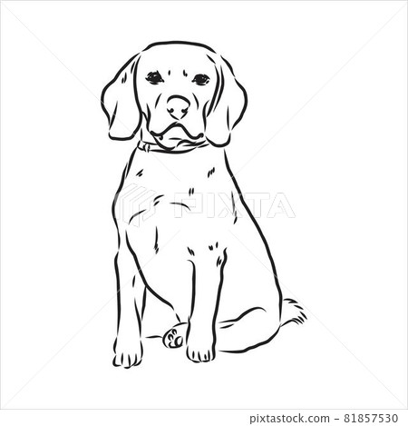 Decorative portrait of standing in profile beagle, vector isolated illustration in black color on white background Decorative portrait of standing in profile beagle, vector isolated illustration in black color on white background 81857530