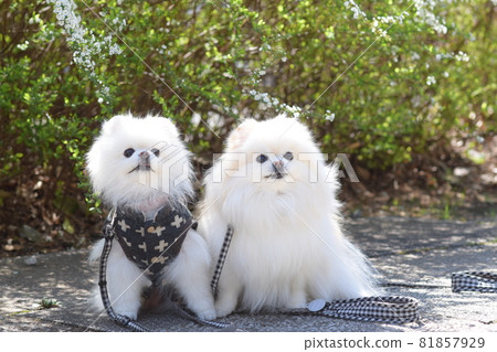 Good friend Pomeranian 81857929