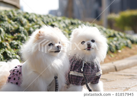 可愛的博美犬 81857945