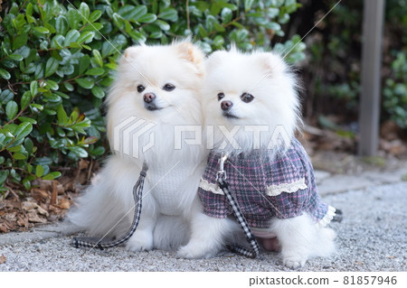 Matching cute white Pomeranian 81857946