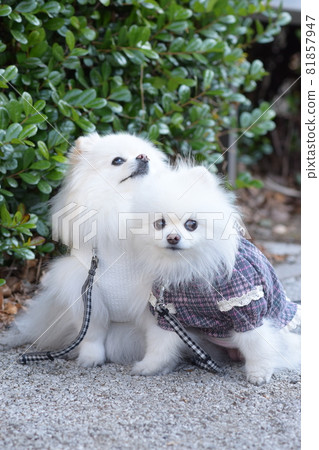 Cute white pomeranian 81857947