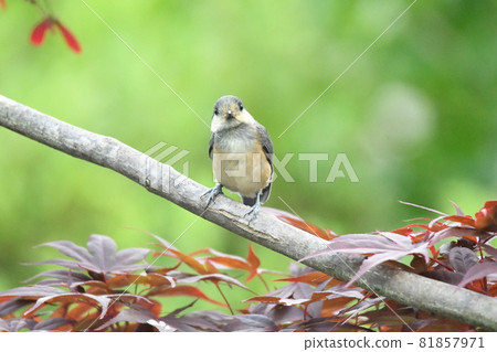 Yamagara沒有幼鳥 81857971