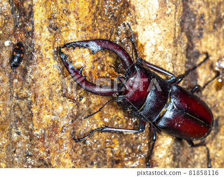 Prosopocoilus chinensis climbing trees at night 81858116