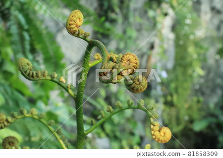 Sprouts of ferns Sprouts of ferns 81858309