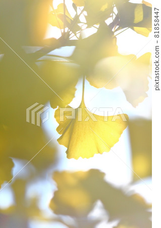 銀杏樹biloba秋葉 銀杏樹biloba秋葉 81858447