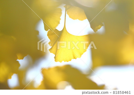 銀杏樹biloba秋葉 銀杏樹biloba秋葉 81858461