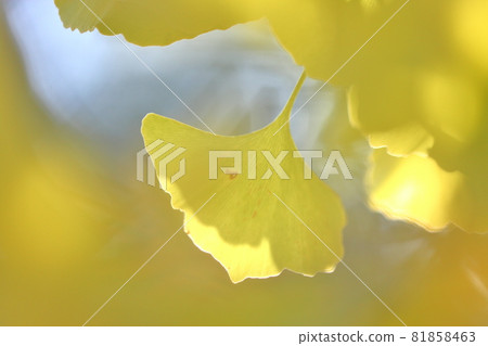 銀杏樹biloba秋葉 銀杏樹biloba秋葉 81858463