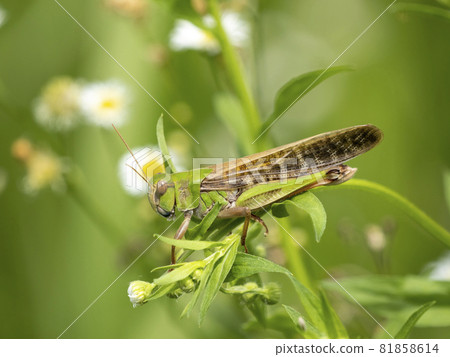 Migratory locust on the grass Migratory locust on the grass 81858614