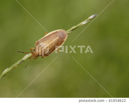 在草的米龜甲蟲 81858622