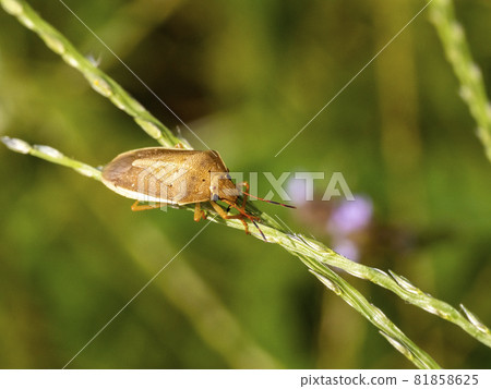 Rice turtle beetle on the grass Rice turtle beetle on the grass 81858625