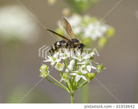 Scoliidae on a white flower Scoliidae on a white flower 81858642
