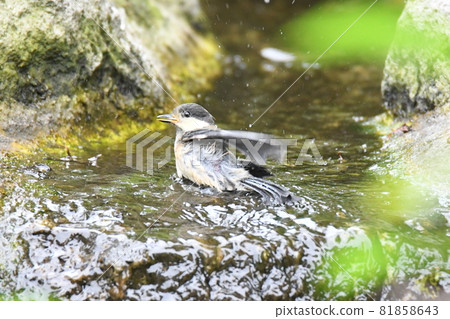 Bathing small birds, Varied Tit Bathing small birds, Varied Tit 81858643