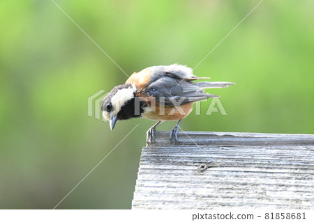 友好的野生鳥類變異山雀 81858681