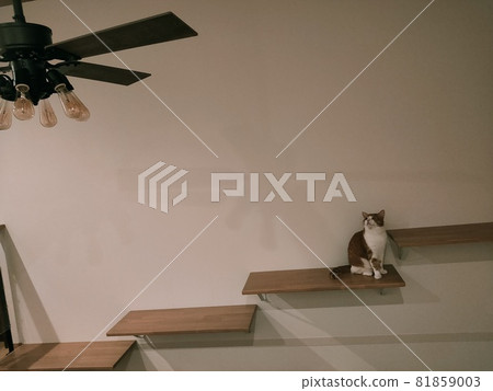 Cats that are worrisome for sealing fans 81859003