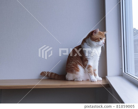 在T台上關心外界的貓 81859005