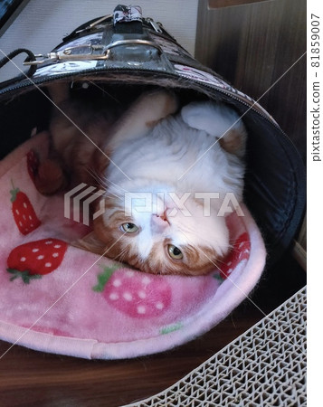 睡在手提袋裡的滑稽貓 81859007