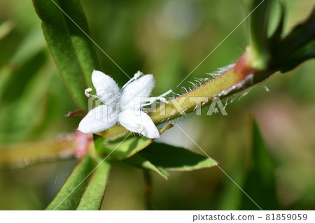 Meriken Mugra 81859059