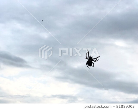 Spider and cloud Spider and cloud 81859302