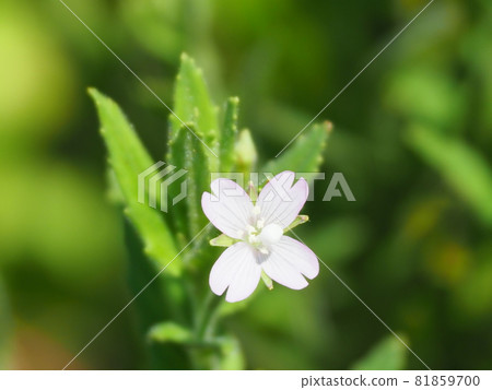 Karafuto Akabana 81859700