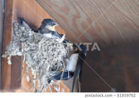 Swallow Swallow 81859702