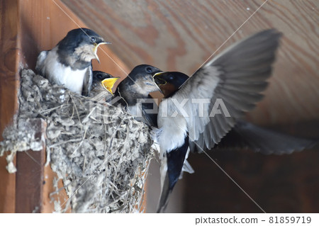 Swallow Swallow 81859719