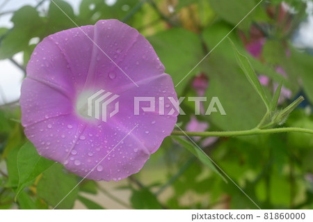 Morning glory flowers and drops blooming on the fence Morning glory flowers and drops blooming on the fence 81860000
