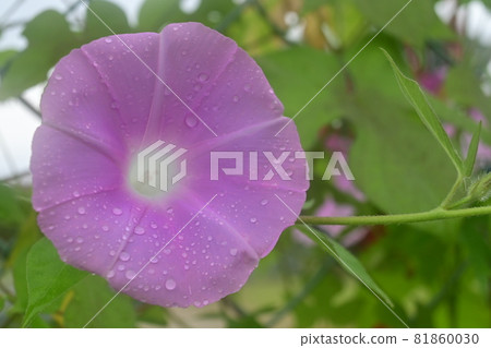 Morning glory flowers and drops blooming on the fence Morning glory flowers and drops blooming on the fence 81860030