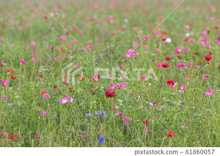 Multicolored flower field in Drenthe in the Netherlands on a summer day Multicolored flower field in Drenthe in the Netherlands on a summer day 81860057