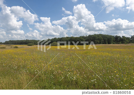 Multicolored flower field in Drenthe in the Netherlands on a summer day Multicolored flower field in Drenthe in the Netherlands on a summer day 81860058