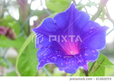 牽牛花和籬笆上綻放的水滴 牽牛花和籬笆上綻放的水滴 81860059