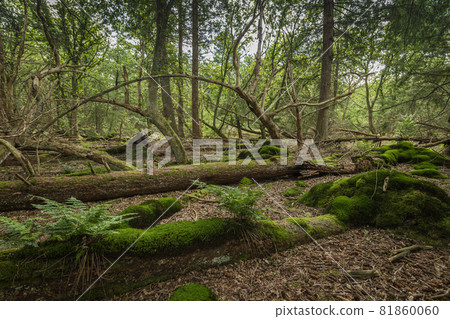 Forest called Stormbos near Ees in Drenthe in the Netherlands. Forest called Stormbos near Ees in Drenthe in the Netherlands. 81860060