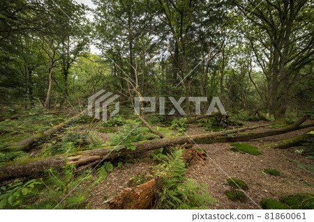Forest called Stormbos near Ees in Drenthe in the Netherlands. Forest called Stormbos near Ees in Drenthe in the Netherlands. 81860061